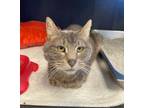Adopt Muffin ***IN FOSTER HOME, PLEASE CONTACT THE SHELTER FOR A MEET AND