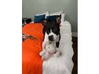 Adopt Mae a Pit Bull Terrier