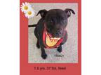 Adopt Tracy a American Staffordshire Terrier