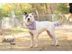 Adopt Valerie a Mixed Breed
