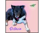 Adopt Octavia a Australian Shepherd