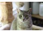 Adopt Allie a Tabby