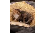 Adopt Carrie a Domestic Short Hair