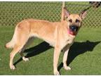 Adopt Corporal a Mixed Breed