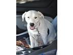 Adopt Snowflake - NH a Pit Bull Terrier, Labrador Retriever