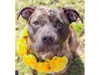 Adopt Wrigley a Pit Bull Terrier