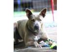 Adopt Hennessy a Cattle Dog