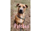 Adopt Patches a Labrador Retriever