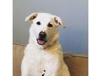 Adopt Hermione - Smiley & Happy Girl a Great Pyrenees, Collie
