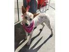 Adopt Ivy a Australian Cattle Dog / Blue Heeler