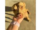 Adopt Bobbette a Catahoula Leopard Dog, Mixed Breed