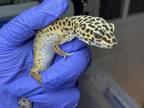 Adopt Lucida a Gecko