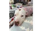 Adopt Carmen a Pit Bull Terrier