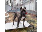 Adopt Lily a Cane Corso, Mixed Breed