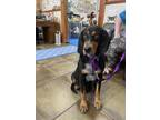 Adopt Hazel a Bluetick Coonhound