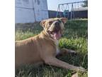 Adopt Trixie a American Staffordshire Terrier, Mixed Breed