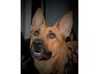 Adopt Macy a German Shepherd Dog, Carolina Dog