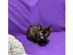 Adopt Kammi a Domestic Short Hair