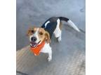 Adopt Taylor a American Foxhound