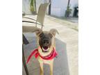 Adopt Avery a Belgian Shepherd / Malinois, Mixed Breed