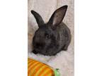 Adopt Priscilla a Angora Rabbit