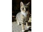 Adopt Tabatha (Urgent socializer foster needed) a Tabby