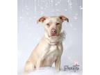 Adopt Sweetie a Pit Bull Terrier