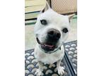Adopt ROMEO a Pit Bull Terrier