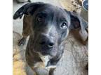 Adopt Harper a Catahoula Leopard Dog