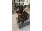 Adopt Chance a Black Labrador Retriever, American Staffordshire Terrier