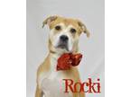 Adopt Rocki a German Shepherd Dog