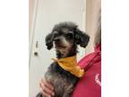 Adopt Choco a Miniature Poodle