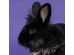 Adopt Cake Pop a Lionhead