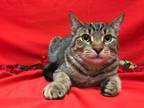 Adopt Fizz a Tabby, Domestic Short Hair