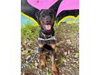 Adopt NICHOLAS a Doberman Pinscher, Mixed Breed