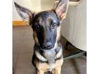 Adopt Magnum PI a German Shepherd Dog