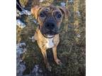 Adopt Stetson a Boxer