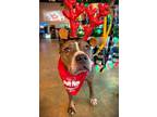Adopt ORSON a American Staffordshire Terrier