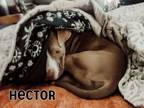 Adopt HECTOR a Pit Bull Terrier