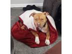 Adopt Cheddar (In Foster) a Pit Bull Terrier, Mixed Breed