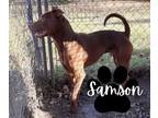Adopt Samson a Pit Bull Terrier, Chocolate Labrador Retriever