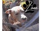 Adopt Zane a Pit Bull Terrier