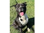 Adopt Blaze a Pit Bull Terrier, Mixed Breed