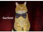 Adopt Garfield a Tabby