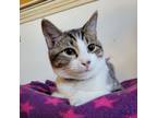 Adopt Franky - bonded to Brook a Domestic Short Hair