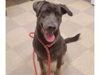 Adopt BODHI a Weimaraner, German Shorthaired Pointer