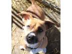 Adopt Noodle a Beagle, Pit Bull Terrier