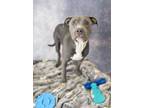 Adopt Blu a Pit Bull Terrier