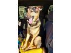 Adopt Kaziah a German Shepherd Dog