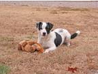 Adopt X-Man a Jack Russell Terrier, Pointer